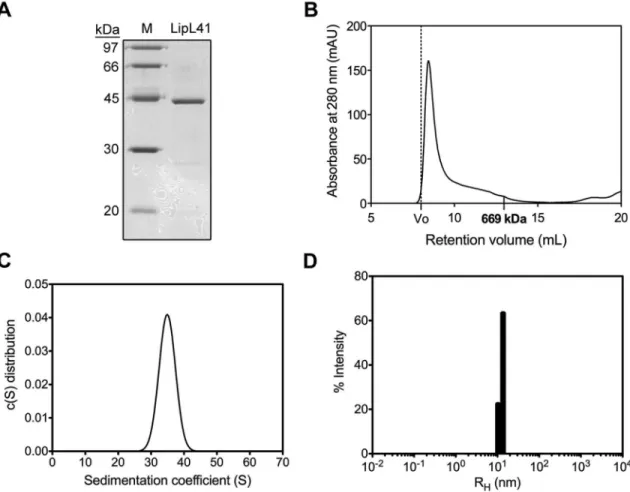 Figure 2.  Oligomerization of LipL41.  (A) SDS-PAGE (15%) analysis of LipL41. The molecular weight markers (M) are shown
