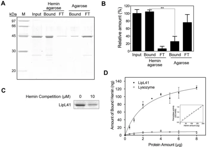 Figure 4.  Hemin-binding ability of LipL41.  (A) The hemin binding of LipL41 was examined by hemin-agarose beads