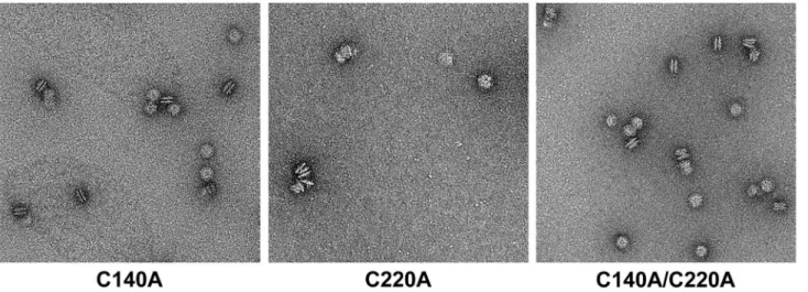 Figure  5.    Electron  micrographs  of  LipL41  HRM  mutants.    TEM  images  of  LipL41  HRM  mutants  with  negative  staining  are shown