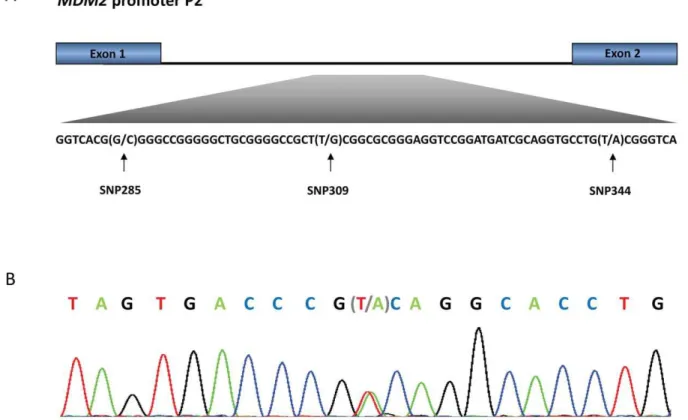 Table 1. Distribution of SNP344 genotypes in cancer patients and healthy controls.