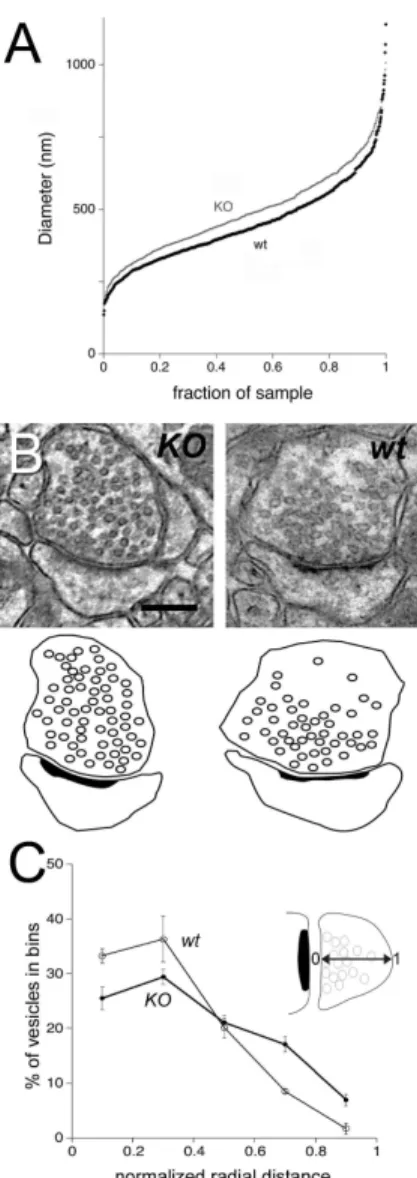 Figure  2.    WAVE-1  affects  size  of  presynaptic  terminals and  organization  of  synaptic  vesicles