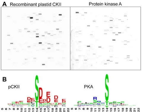 Figure 2. Microarray assay with recombinant pCKII and protein kinase A (PKA). (A) Shown is the autoradiography result obtained with one sub-array