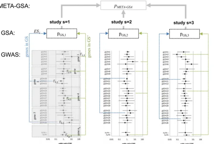 Fig 1. META-GSA: a tool for meta-analysis based on GSAs for GWASs. Genome-wide association study (GWAS); gene-set analysis (GSA); meta- meta-analysis of GSAs (META-GSA); gene set of interest (GS, containing genes 3,5, 