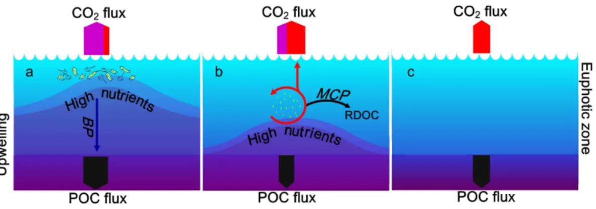 Fig. 7. Scenario models for a marine upwelling region to be a source or sink of CO 2 
