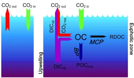 Fig. 8. A diagram showing the difference in carbon “sink”/“source” between non-upwelling area (left) and upwelling area (right)