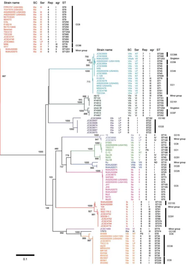 Figure 2. Phylogenetic relationship among the nucleotide sequences of the D1 regions of 105 coa 