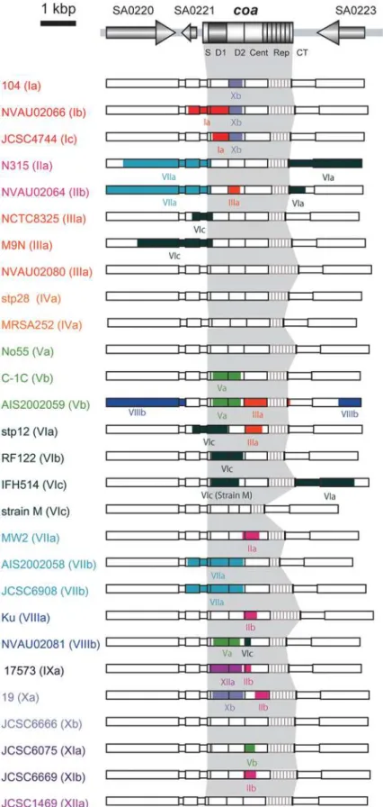 Figure 4. Predicted recombination sites identified in and around coa of 28 S. aureus strains