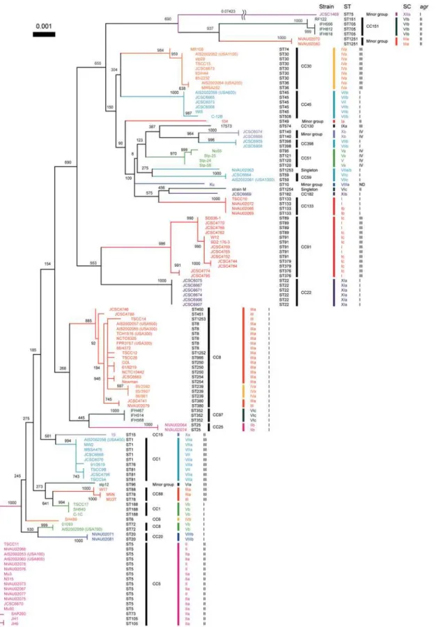 Figure 5. Phylogenetic relationship of core regions represented by concatenated sequences of seven housekeeping genes fragments used for MLST and their correlations to SC types and agr types