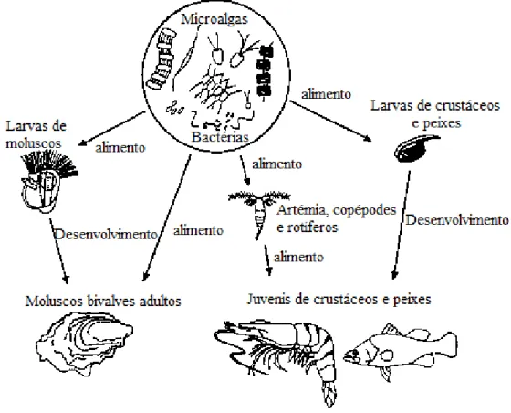 Figura 1 - Esquema simplificado da cadeia trófica marinha, onde o fitoplâncton se apresenta  como base da mesma e produtor primário [Adaptado de FAO, 1996] 