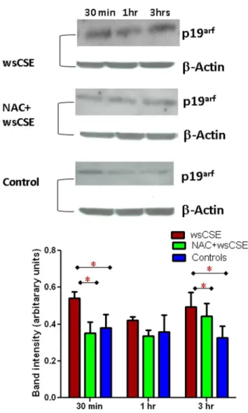 Figure 7. Changes in p19 arf in response to wsCSE: p19 arf (19 kDa) and b-actin (42 kDa) protein in amnion cells (n = 4)