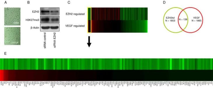 Figure 4. mRNA profiling of VEGF and EZH2 modulated endothelial cells. (A) Primary human brain microvascular endothelial cells (HBMVECs) were cultured in the absence (top) or presence (bottom) of VEGF