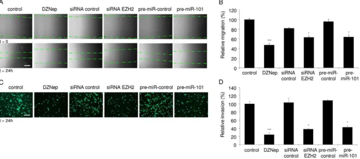 Figure 7. EZH2 inhibitor DZNep reduced glioblastoma-induced angiogenesis in vivo . (A) A total of 16 10 6 U87-Fluc-mCherry cells were implanted s.c