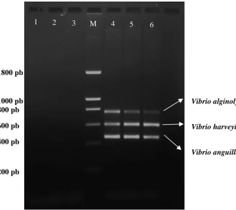 Figura 3.2.1. - m-PCR com diferentes temperaturas de annealing e diferentes métodos de extração