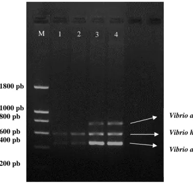 Figura 3.2.2 - m-PCR com diferentes concentrações de MgCl 2 . M- Marcador de 200 pb; 1- 1,5mM; 2-2,5mM; 3-  5mM; 4 – 7,5mM  1800 pb1000 pb800 pb600 pb 400 pb 200 pb Vibrio alginolyticus (773 pb) Vibrio harveyi (606 pb)Vibrio anguillarum (469 pb)