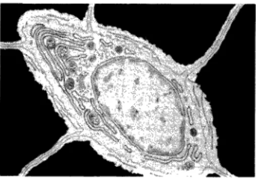 Fig. 2 —Esquema de um osteocito {microscopia  electrónica!. 