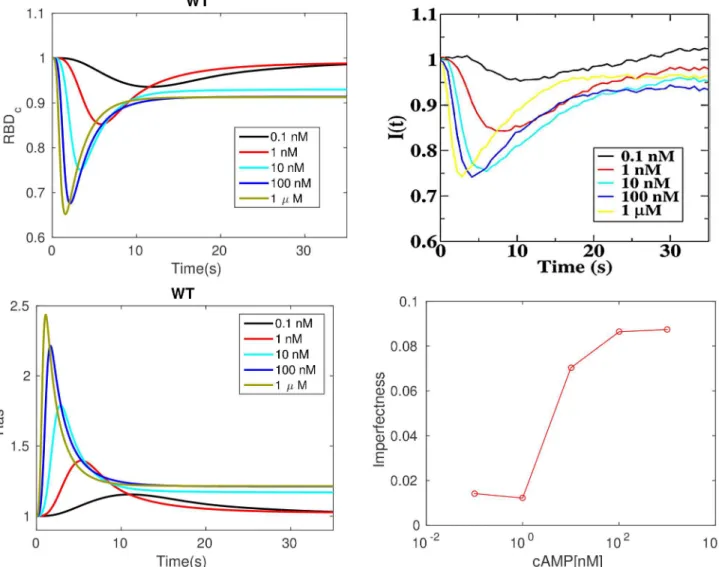 Fig 3. Transient Ras activation and imperfection of Ras adaptation. Top: Uniform stimulation causes a transient decrease in the average cytosolic concentration of RBD