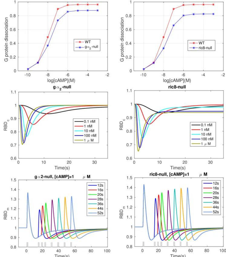 Fig 6. Various cell responses in the simulated g a
