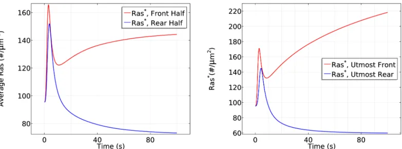 Fig 7 (left) shows that the initial response is transient activation of Ras on the entire bound- bound-ary, which is completed in *10 s, followed by a pronounced asymmetric activation pattern.