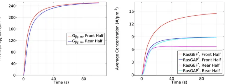 Fig 8. The time course of membrane G βγ (left) and RasGEF * and RasGAP * (right) at the front and rear halves of the cell in the cAMP gradient used in Fig 7.