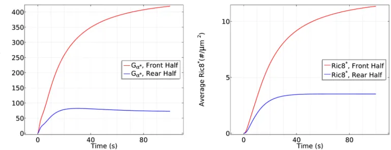 Fig 9. The time course of membrane G  a (left) and Ric8 * (right) at the front half andrear half in the cAMP gradient used in Fig 7.