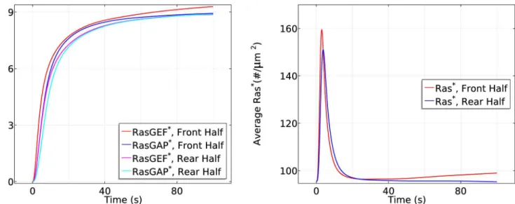Fig 11. The time course of average RasGEF * and RasGAP * activity (left) and Ras * activity (right) at the front and rear halves in the absence of apparent RasGEFdiffusion in the same gradient as previously used.