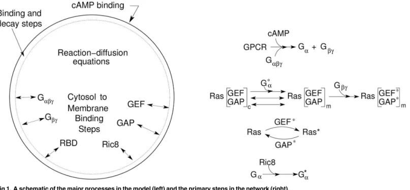 Fig 1. A schematic of the major processes in the model (left) and the primary steps in the network (right).