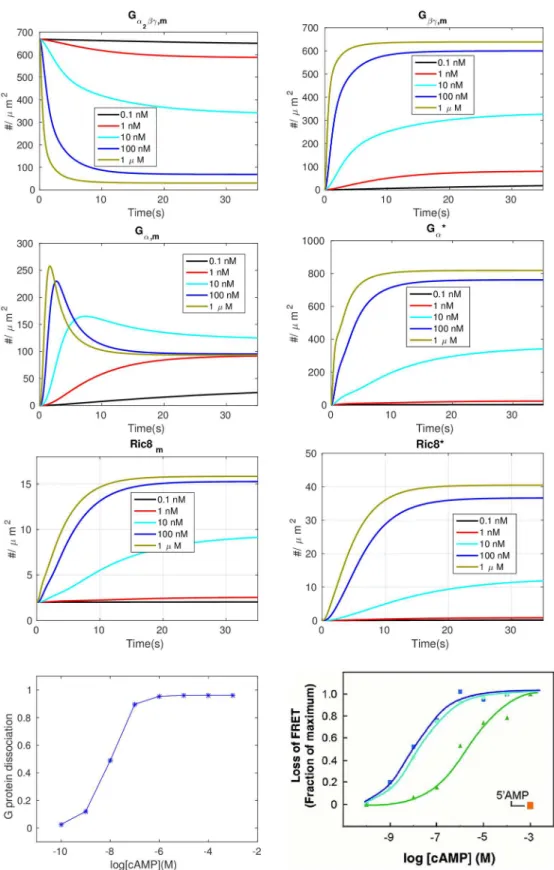 Fig 2. The time course of various components under different levels of uniform stimuli