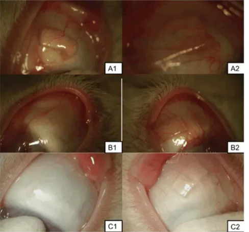 Figure 6. Slit-lamp photographs of microfilms after surgical insertion into the subconjunctival space at 1, 3 and 6 months
