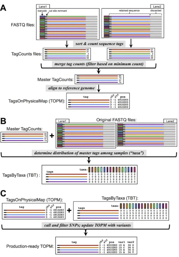 Figure 1. Schematic representation of the TASSEL - GBS Discovery Pipeline. (A) Barcoded sequence reads are processed and collapsed into a set of unique sequence tags, with one TagCounts file produced per input FASTQ file