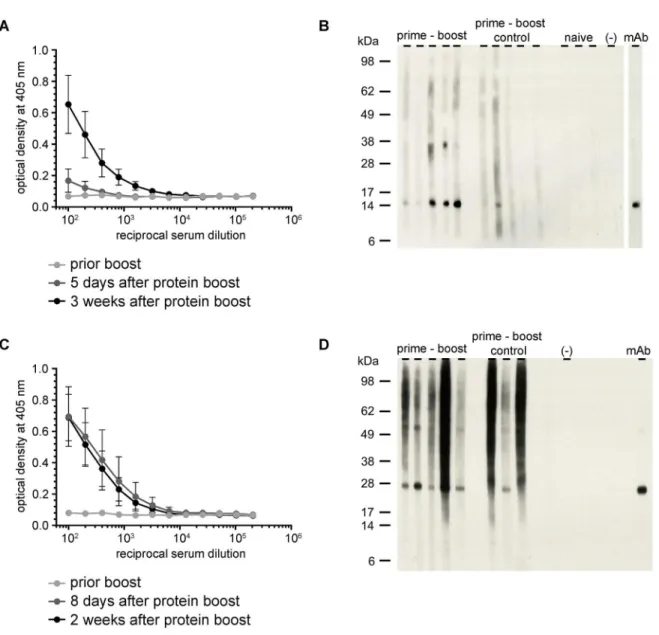 Fig 3. Induction of antigen-specific antibodies by a short prime-boost immunization protocol