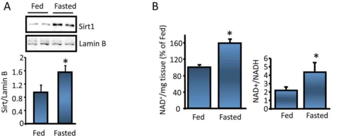 Figure 2. Hypothalamic Sirt1 expression and activity are nutrient sensitive. (A) 24 hr fasting increases hypothalamic nuclear Sirt1 protein levels