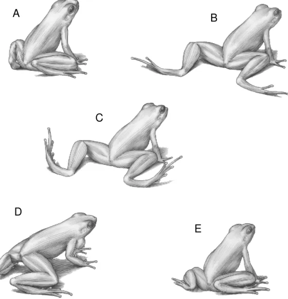 Figure 4 - The sequences of the leg-stretching movement performed by a stereotyped male of Hylodes dactylocinus, illustrated by R