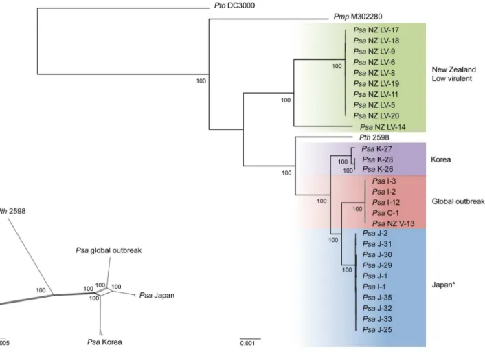 Figure 3. Shared and unique SNPs in Psa K-26 and J-31 compared to Psa NZ V-13. Sample view from Artemis showing SNPs from Psa J-31 and K-26 aligned against a ,30 kb region of the NZ V-13 genome