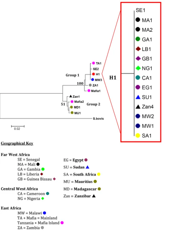 Figure 3. Neighbour-joining nad 1 tree topology supporting the topology of the cox 1 tree