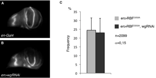 Figure 6. RBF D253A -induced overgrowth does not depend on Wg. (A, B) Anti-Wg staining in wing imaginal discs of control (A) or en-Gal4, UAS- UAS-wg-RNAi third instar larvae (B)