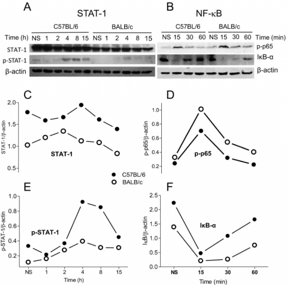 Figure 4. STAT-1 and NF-kB expression and activation in BALB/c and C57BL/6 macrophages