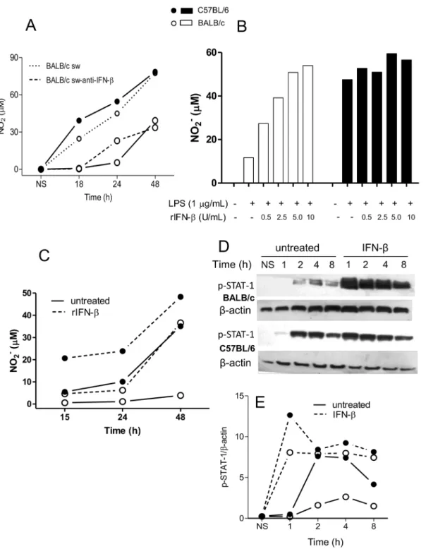 Figure 6. Effect of exogenous IFN-b on NO production and STAT-1 activation in BALB/c and C57BL/6 macrophages