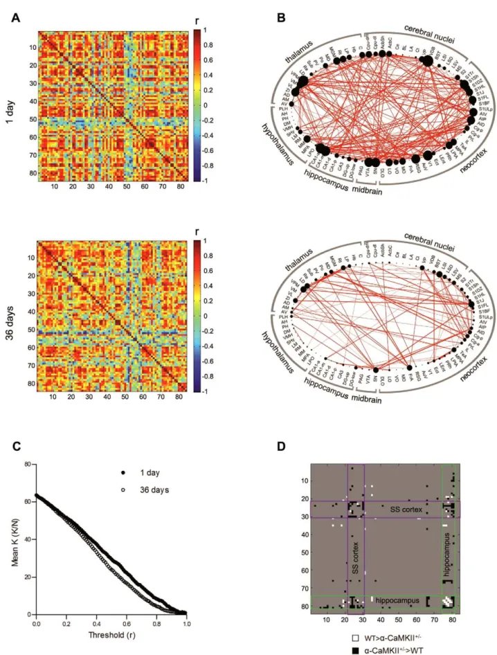 Figure 8. Fear memory networks are altered in a -CaMKII +/2 mice. A. Matrices showing inter-regional correlations for Fos expression at the 1 day (upper) and 36 day (lower) retention delays for a -CaMKII +/2 mice