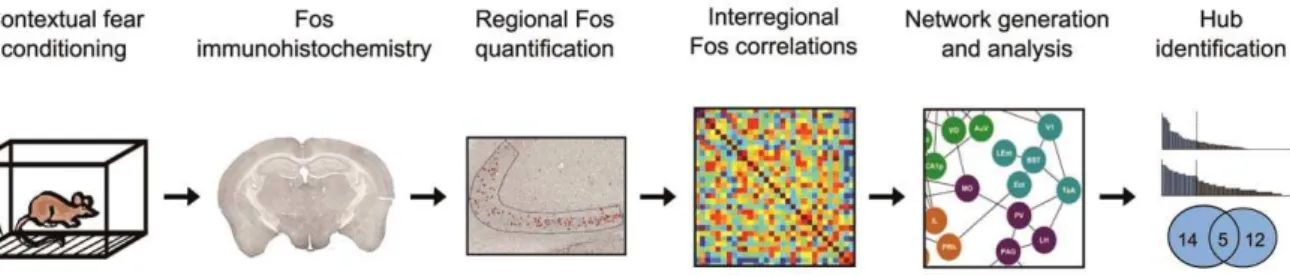 Figure 1. Overview of experimental approach. Mice were fear conditioned, and fear memory was tested after either a short- or long retention delay
