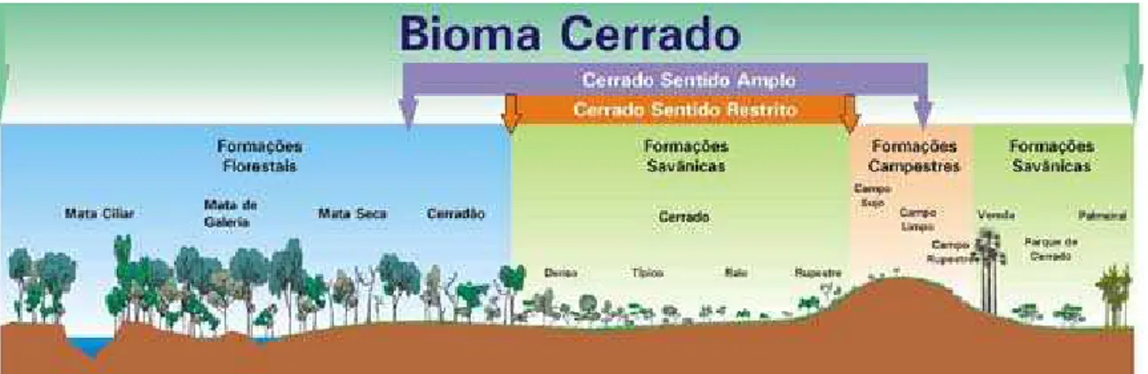 Figura  3.2  -  Perfil  esquemático  das  fitofisiomias  do  bioma  Cerrado.  Fonte  (RIBEIRO  &amp; 
