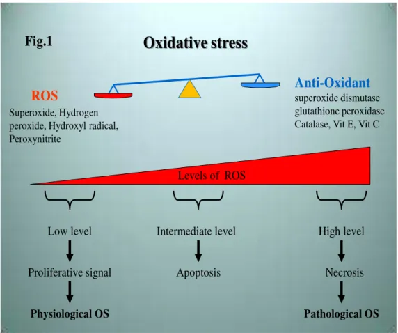 Figure 1. Oxidative stress can be defined as an imbalance between reactive oxygen species     (ROS) production and anti-oxidant defense 
