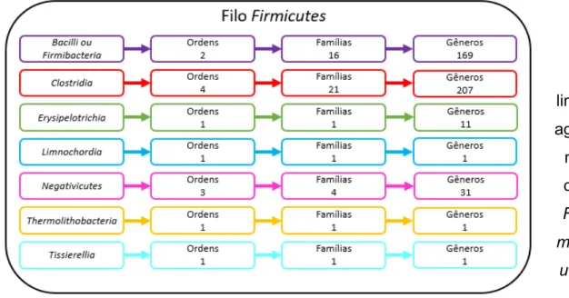 Figura  1.  Estrutura  atual  do  filo Firmicutes. Segundo  a List  of  Prokaryotic  names  (http://www.bacterio.net/)  atualmente o filo Fimicutes é composto por 7 classes, 13 ordens, 45 familias e mais de 400 genêros