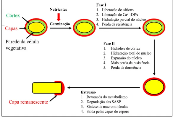 Figura 4. Processo de germinação do esporo. Imagem ilustra as duas fases do processo de germinação  que culminam com a extrusão da nova célula