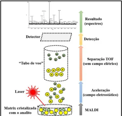 Figura  7.  Principio  da  técnica  de  espectrometria  de  massas  por  MALDI-TOF.  A  amostra  é  misturada  com  uma  matriz sobre uma placa de metal condutora