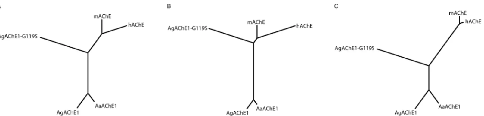 Fig 3. Cluster analysis of functional descriptors. (A) Un-rooted tree based on all experimentally determined parameters (main dataset: k cat , K M , V max , k i and IC 50 – values)