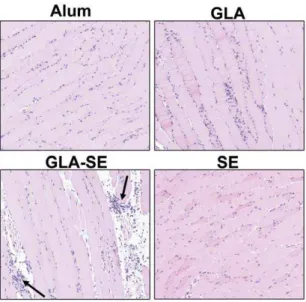 Figure 2. Histological evaluation of muscle injection site.