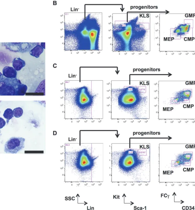Fig 3. Hematopoietic differentiation from murine ESCs. A. Morphology of wild type ESC-derived cells after 7 days of OP9 coculture (unsorted) by Wright- Wright-Giemsa staining