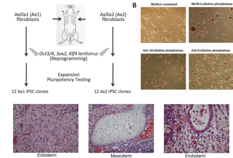 Fig 1. Generation of iPSC clones from a single mouse C57BL/6 male mouse. A. Schematic of experimental approach (see Material and Methods for full protocol)