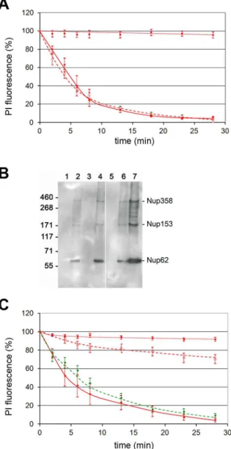 Figure 4. NEBD capacity of different PV. Per permeabilized HeLa cell 300 of each PV were added