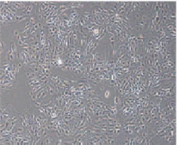 Figure 1. Microscope image of F2 mammary epithelial Cells ( 6 100).